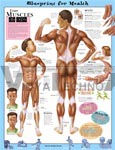 Blueprint for Health Your Muscles Anatomical Chart